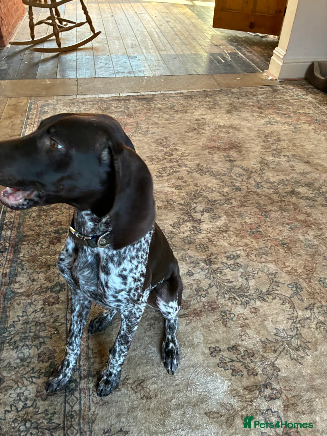 German Shorthaired Pointer dogs for sale: Percy - Advert 3