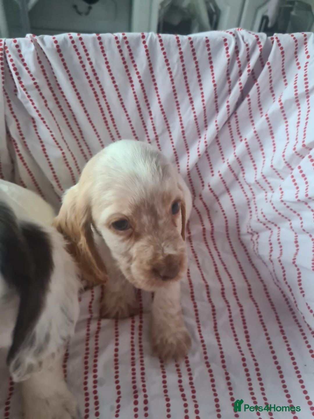 Cocker Spaniel dogs for sale: Cocker spaniel puppies | Mixed colours | 6 total - Advert 5