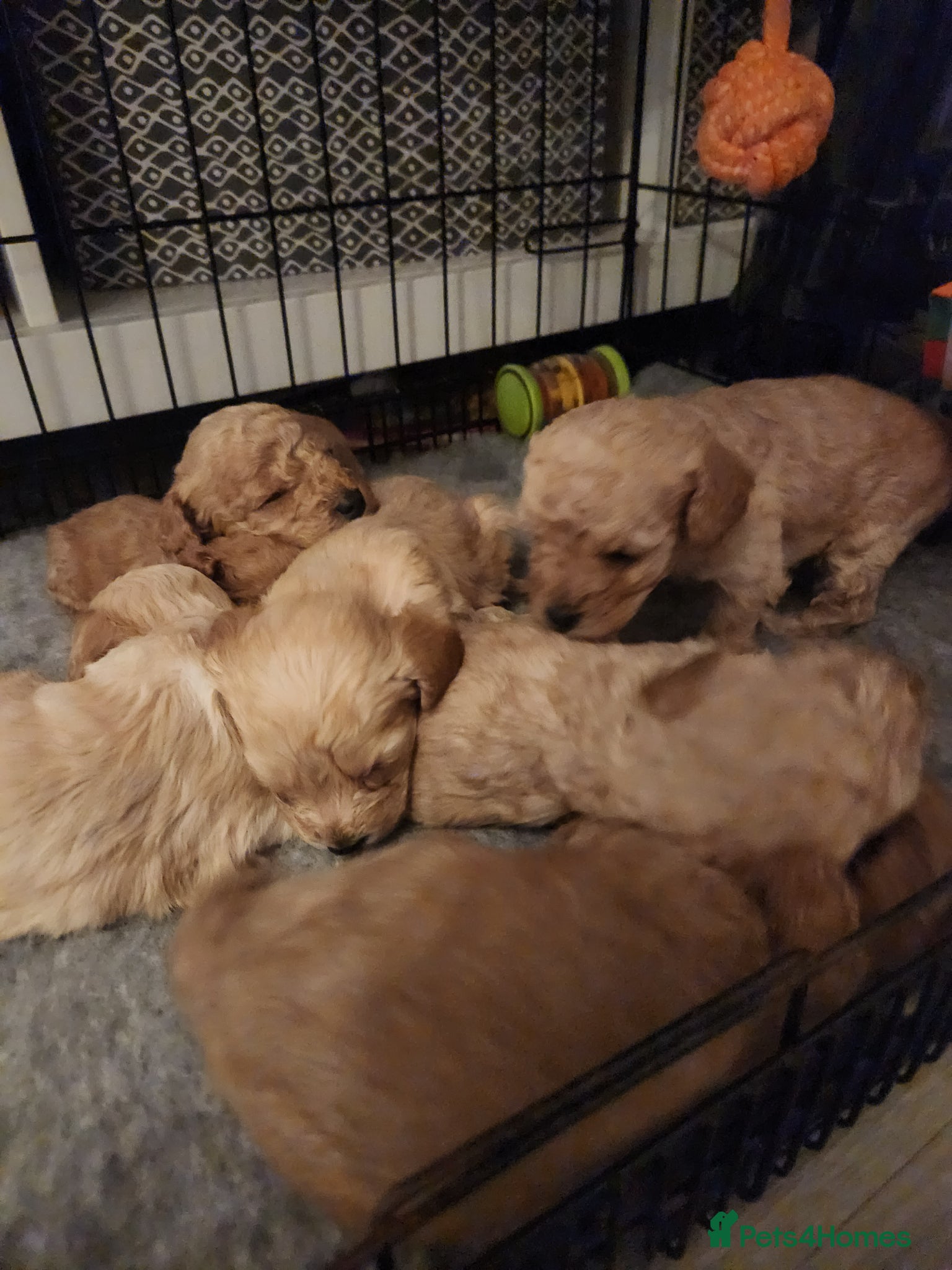 Cavapoo dogs Stunning Cavapoo's with complete puppy package  - Advert 2