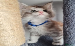 Maine Coon cats for sale: Stunning pedigree Mainecoon Kittens  - Image 18