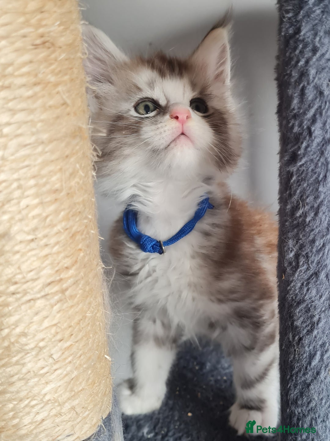 Maine Coon cats for sale: Stunning pedigree Mainecoon Kittens  - Image 18
