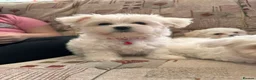 Mixed Breed dogs for sale: Bichon Maltese puppies - Advert 9