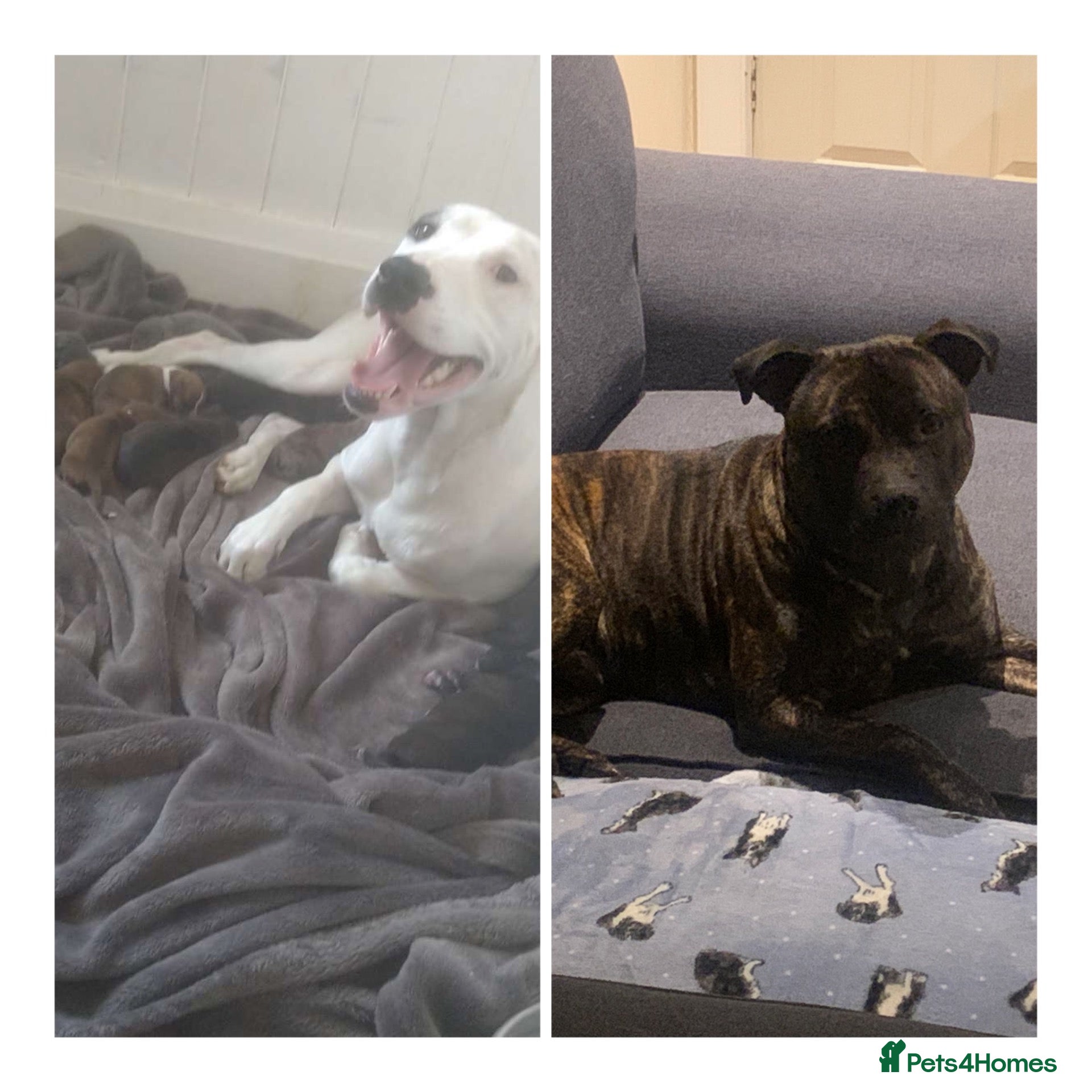 Mixed Breed dogs Staffordshire bull terrier cross - Advert 9