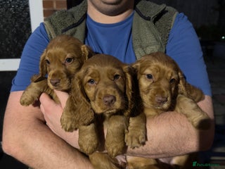 Cocker Spaniel dogs - Advert 30