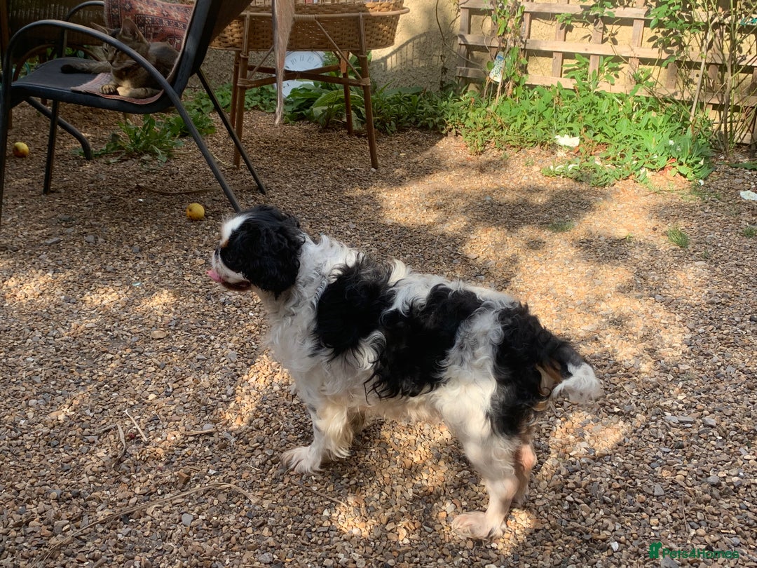 King Charles Spaniel dogs for sale: Top quality show lines King Charles spaniel bitch - Image 4