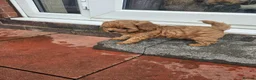 Cavapoo dogs for sale: 5* Cavapoo Puppies - Advert 24