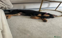 German Shepherd dogs for sale: Luna - German shepherd  - Image 3