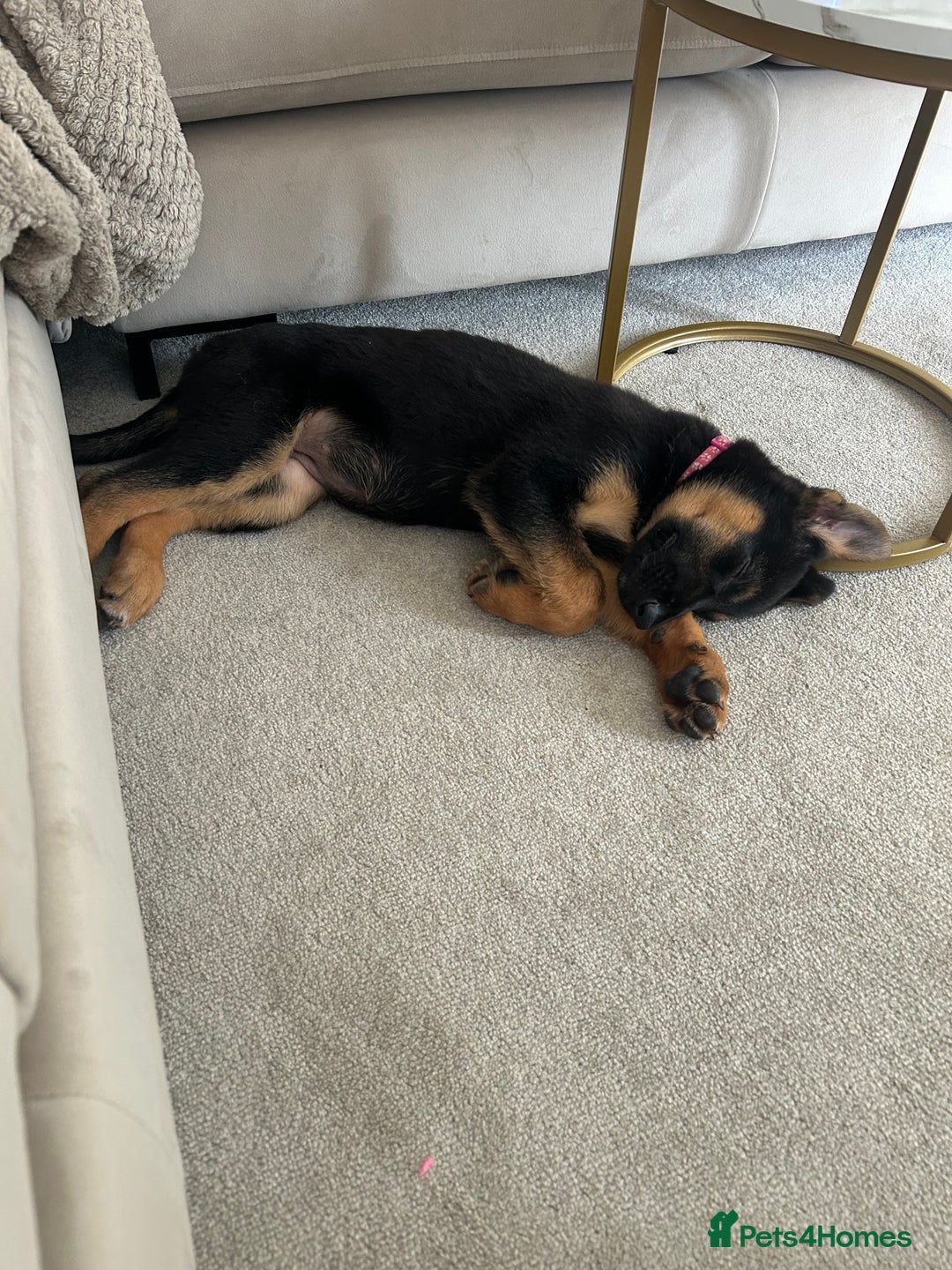 German Shepherd dogs for sale: Luna - German shepherd  - Image 3