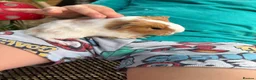 Guinea Pig rodents for sale: Long haired fluffy PeruvianSilkie guineapig babies - Advert 11