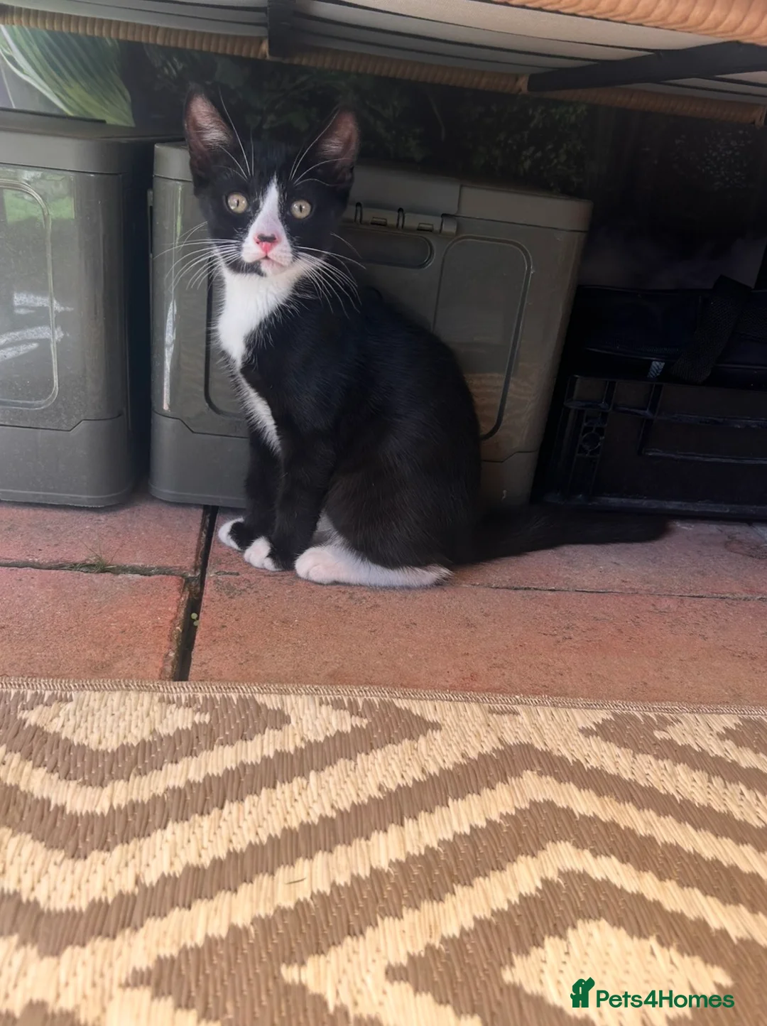 Mixed Breed cats for sale: 2 kittens looking for a new home  - Advert 2