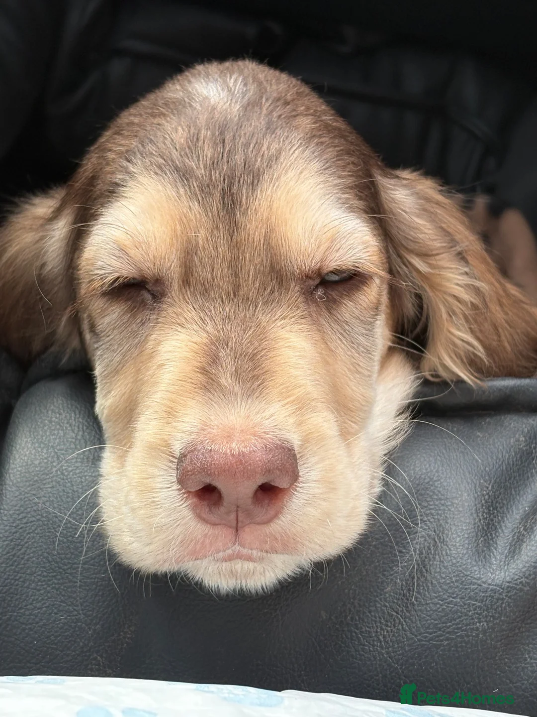 Cocker Spaniel dogs for sale:  Beautiful Chocolate & Tan Cocker Spaniel Boy - Advert 2