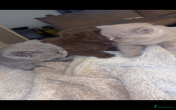 British Shorthair cats for sale: Beautiful British Shorthair Kittens  - Image 7