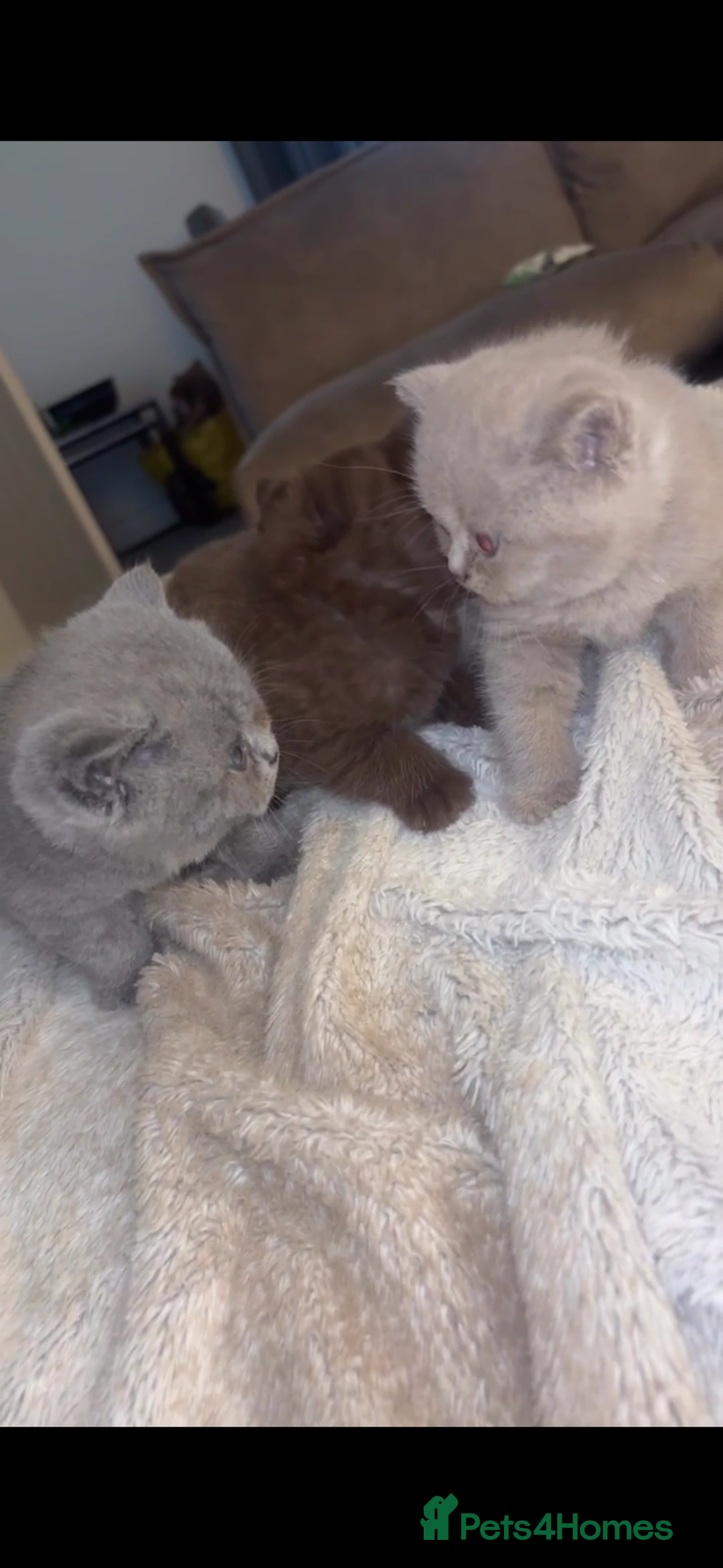 British Shorthair cats for sale: Beautiful British Shorthair Kittens  - Image 7