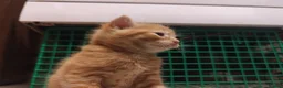 Domestic Shorthair cats for sale: ⭐ Adorable kittens Looking for Loving Home ⭐  in Newport - Advert 4