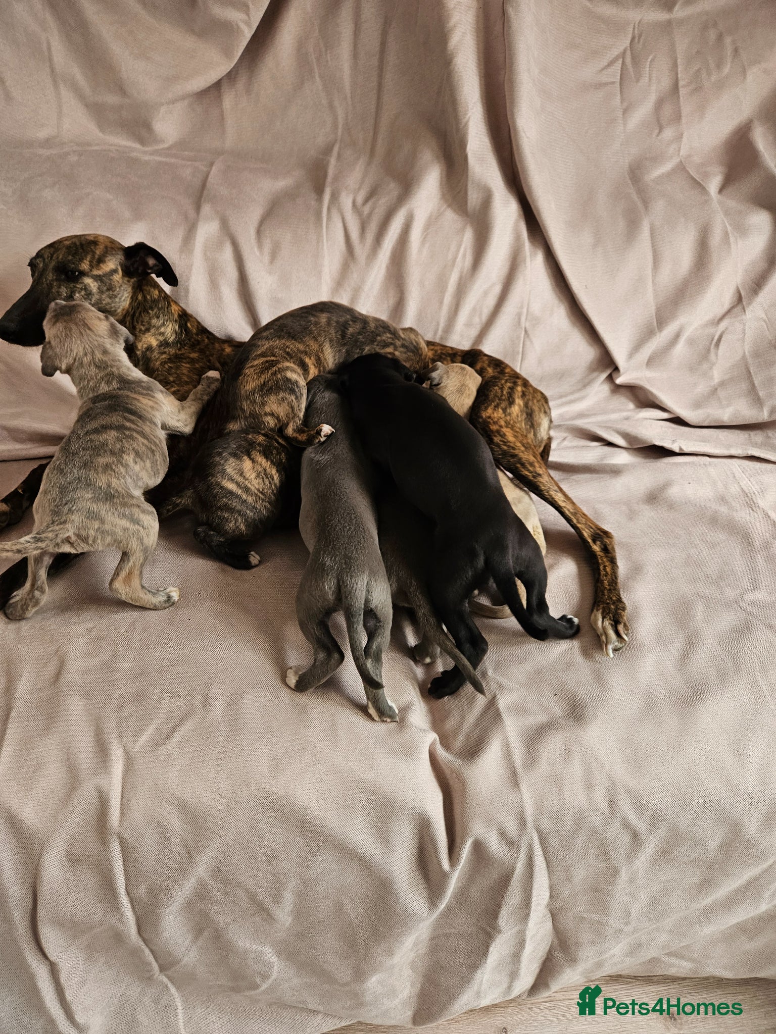 Whippet dogs Beautiful KC reg Whippet Puppies - Advert 1
