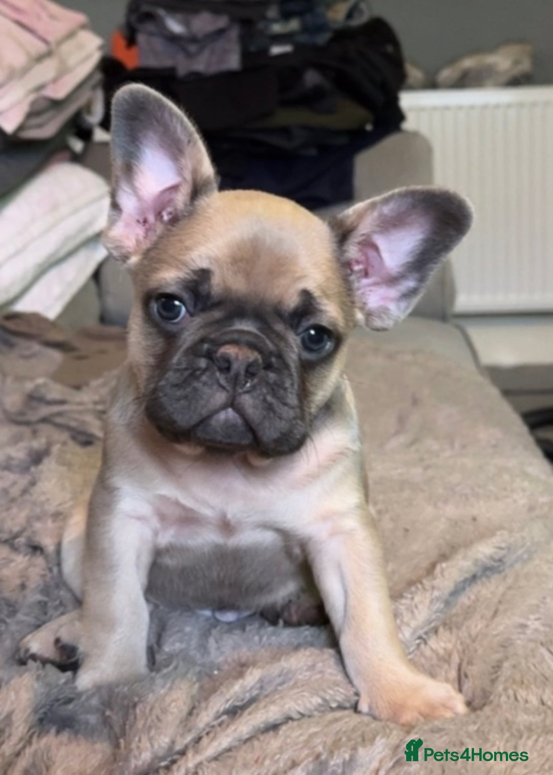 French Bulldog dogs for sale: French Bulldog for sale   - Advert 2