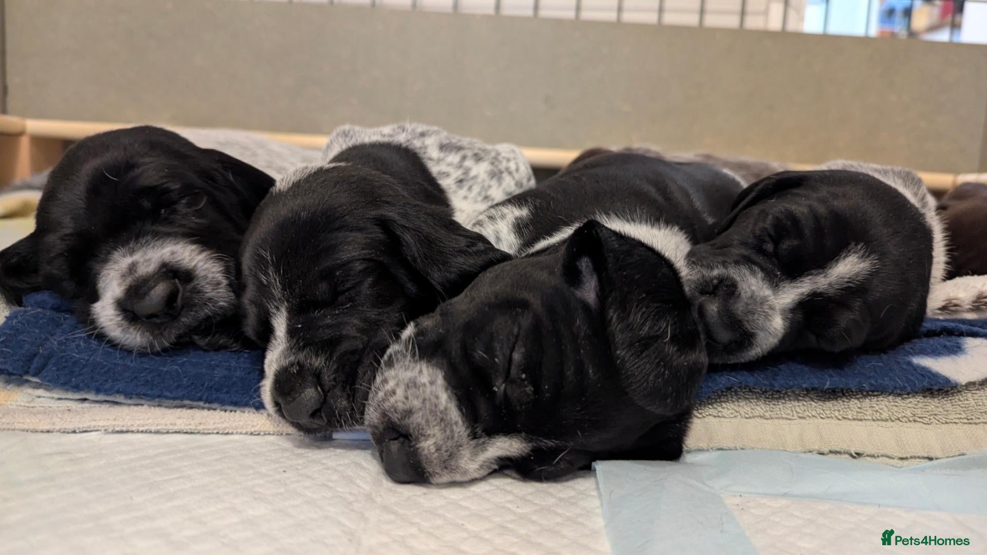 German Shorthaired Pointer dogs Gorgeous Black and Liver ticked GSP puppies - Advert 2