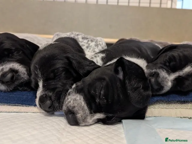 German Shorthaired Pointer dogs Gorgeous Black and Liver ticked GSP puppies - Advert 2