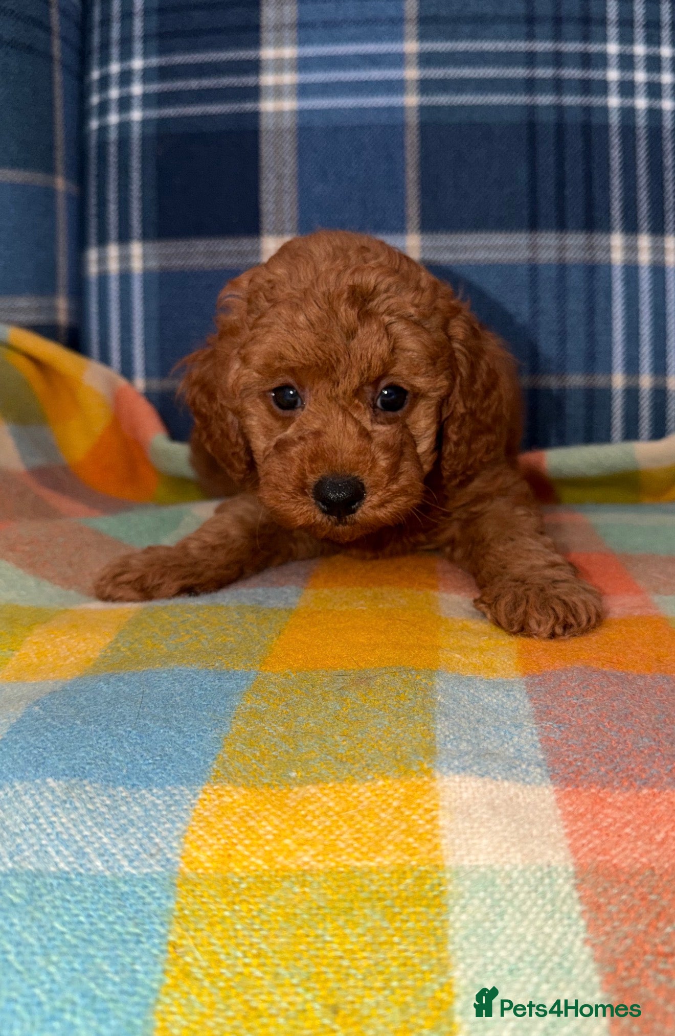 Miniature Poodle dogs 💙🩵Stunning KC Mini Poodle Boys 💙🩵 - Advert 2