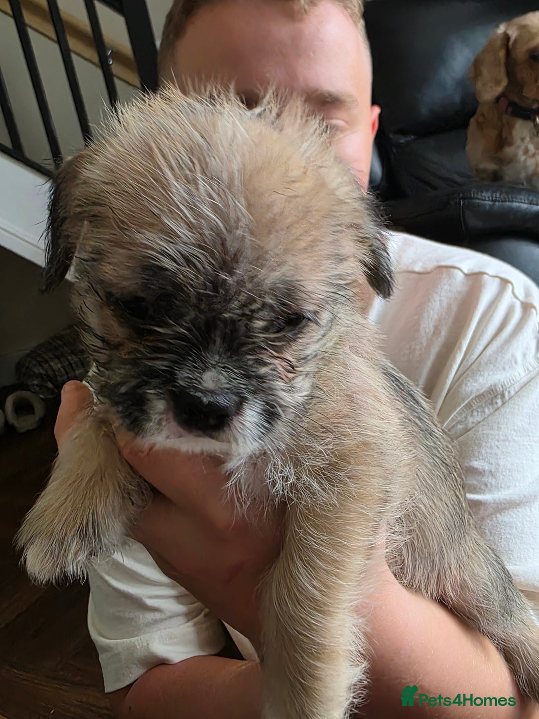 Mixed Breed dogs for sale: Reduced French bulldog x pomeranian pups 8 wks  - Image 1