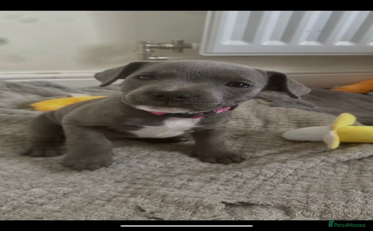 Staffordshire Bull Terrier dogs - Advert 2