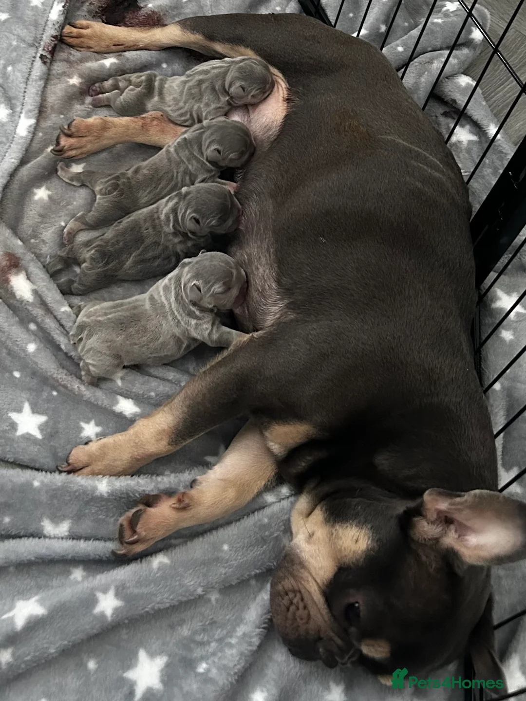 French Bulldog dogs for stud: Stunning French Bulldog For Stud in Dundee - Advert 12