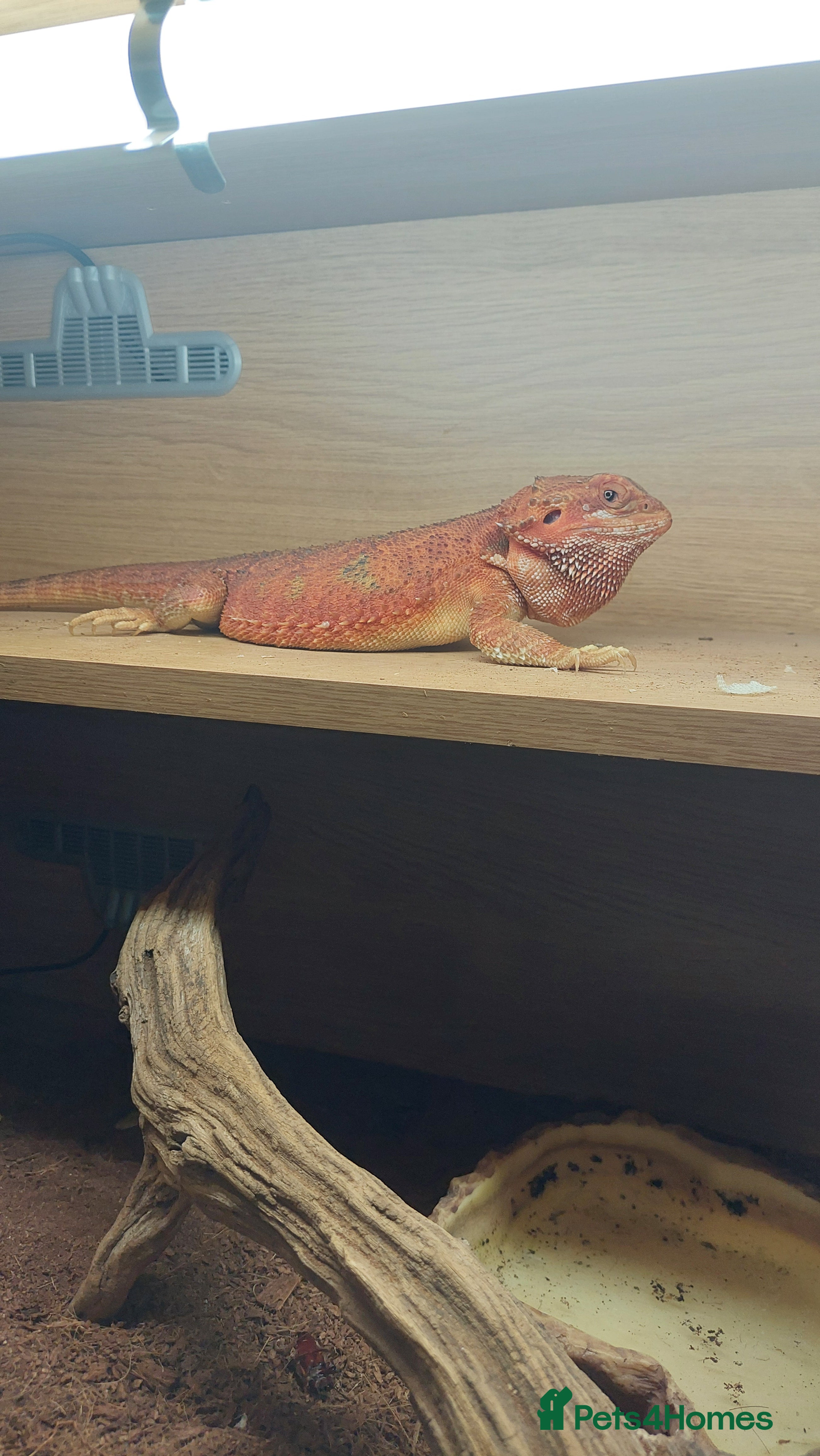 Dragon reptiles Bearded dragon with viv - Advert 1