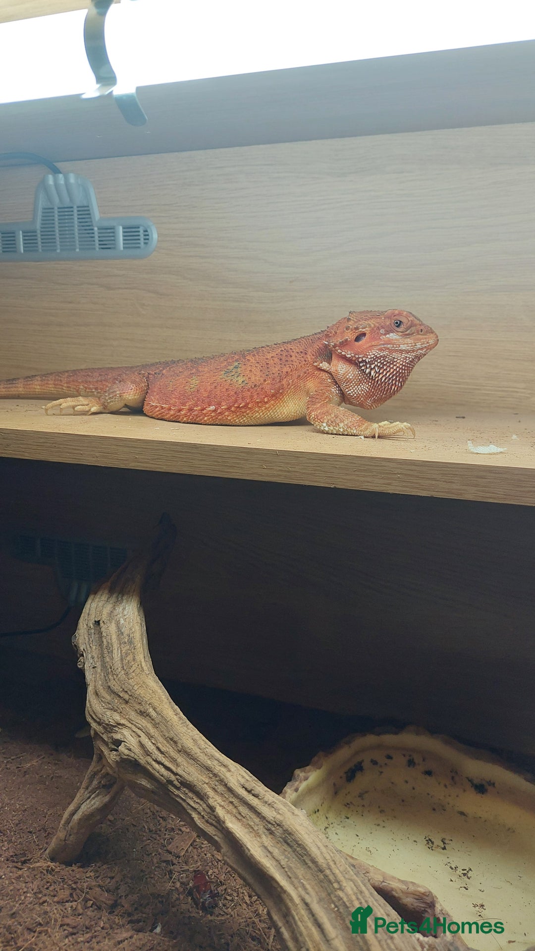 Dragon reptiles for sale: Bearded dragon with viv - Advert 1