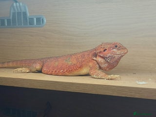 Dragon reptiles Bearded dragon with viv - Advert 9