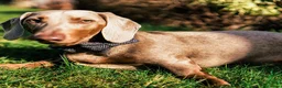 Miniature Dachshund dogs for stud: Isabella and tan Miniature Dachshund for stud in Bracknell - Advert 10
