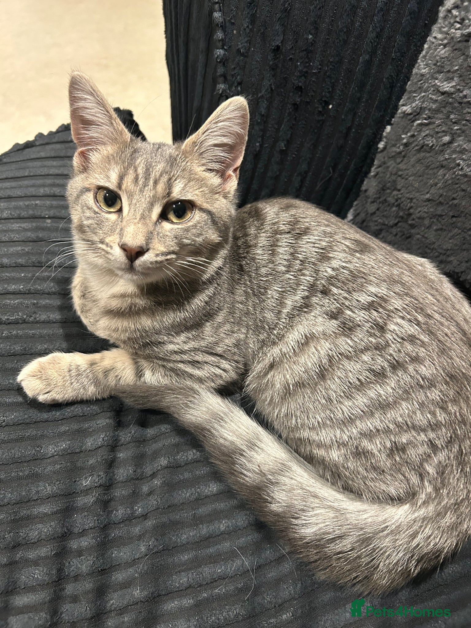 Mixed Breed cats Beautiful fluffy 9 week old male kitten - Advert 6