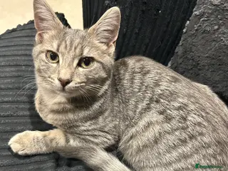 Mixed Breed cats Beautiful fluffy 9 week old male kitten - Advert 4