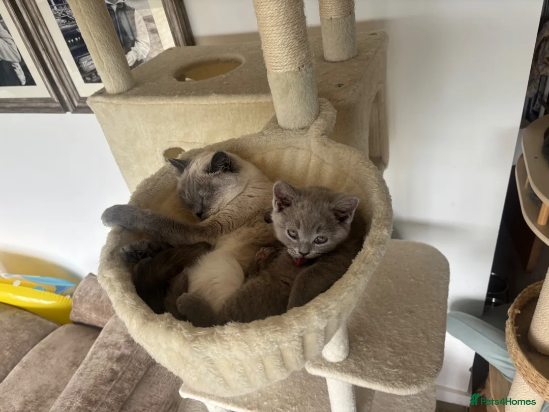 British Shorthair cats for sale: 🏆 Full British shorthair 🏆 in Reading - Advert 1