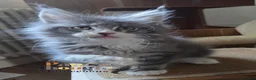 Maine Coon cats for sale: Outstanding quality Tica reg Mainecoon  - Advert 22
