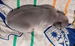 French Bulldog dogs for sale: 🐾 Adorable French Bulldog Puppies for Sale 🐾 - Image 9