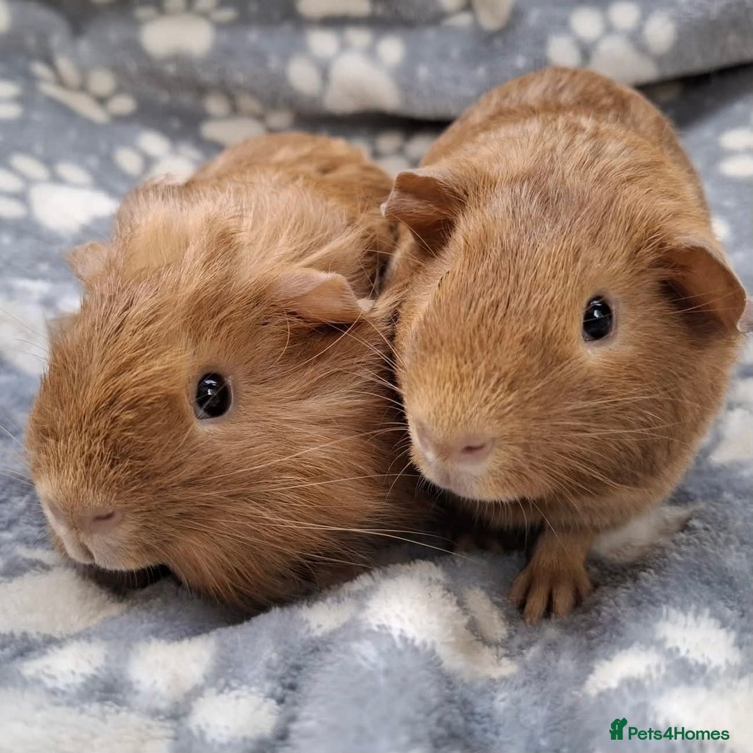 Guinea Pig rodents for sale: Baby Boy Pair  - Image 1