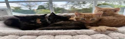 Mixed Breed cats for sale: 4 beautiful kittens in Stafford - Advert 10