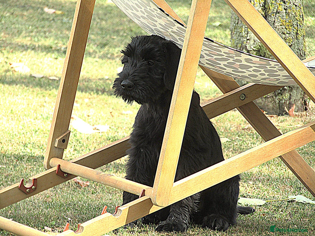 Giant Schnauzer dogs for sale: Top Quality Giant Schnauzer Pups. - Image 2