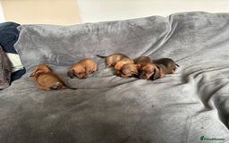 Miniature Dachshund dogs for sale: Stunning Brindle Dachshunds  - Image 15