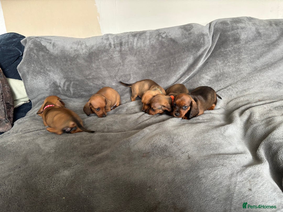 Miniature Dachshund dogs for sale: Stunning Brindle Dachshunds  - Image 15