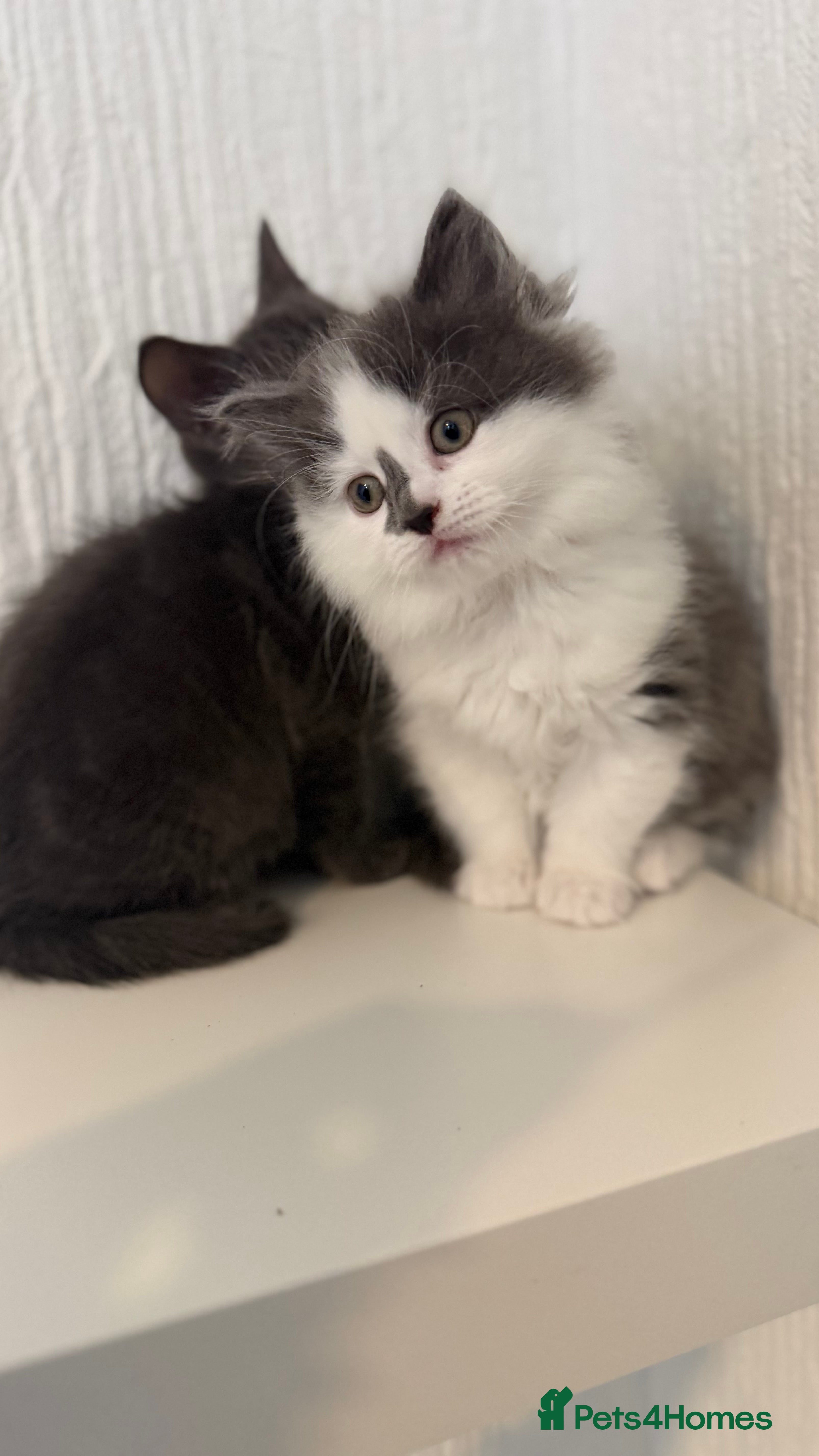 Mixed Breed cats Briths shorthair x ragdoll  - Advert 1