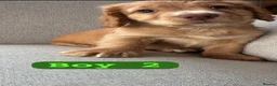 Cocker Spaniel dogs for sale: Cocker spaniels  in Nantwich - Advert 9