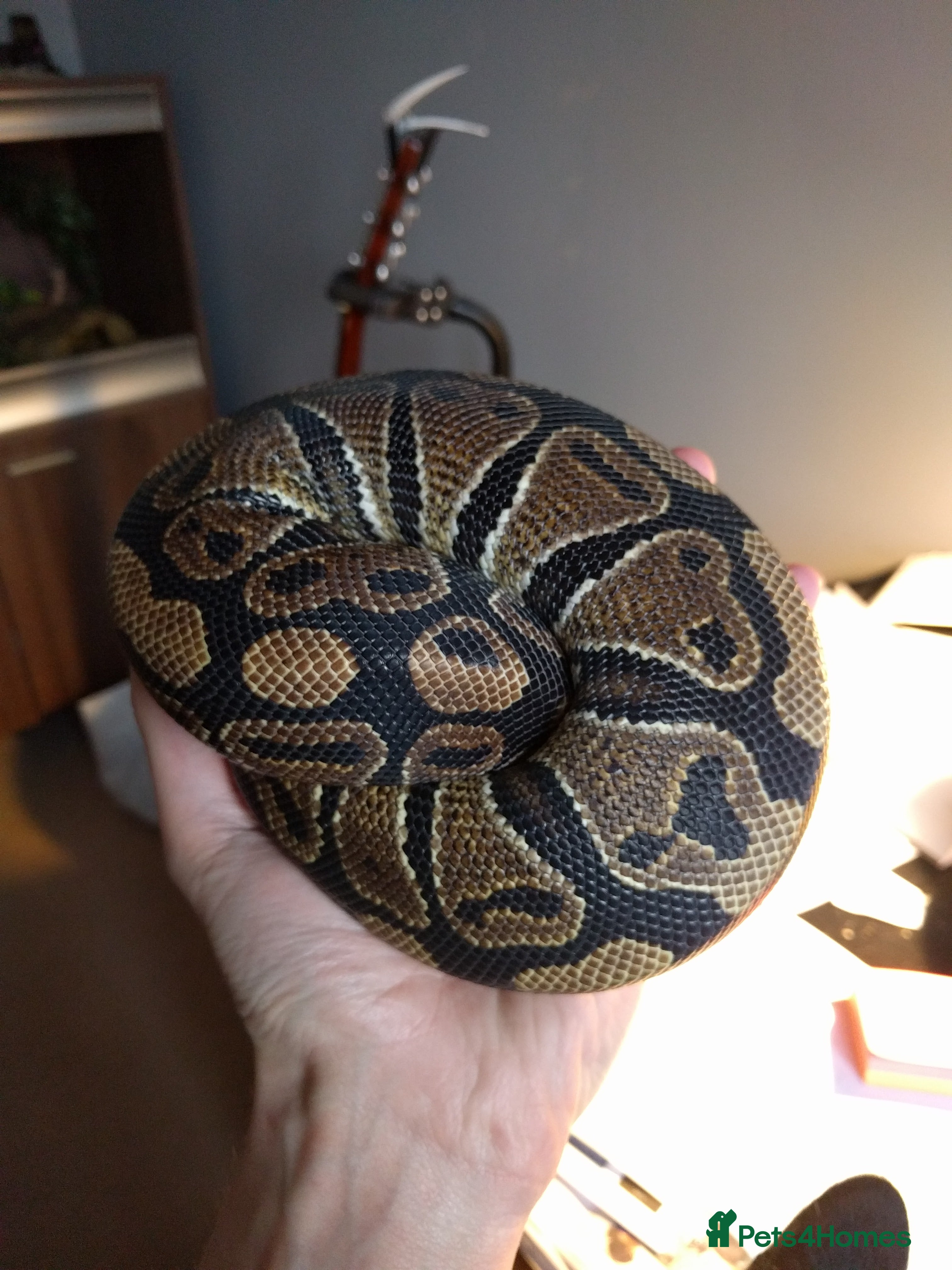 Python Snake reptiles Male Royal Python and Vivarium - Advert 9