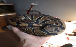 Python Snake reptiles for sale: Male Royal Python and Vivarium - Advert 1
