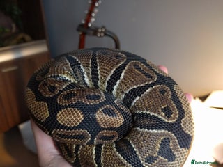 Python Snake reptiles Male Royal Python and Vivarium - Advert 1