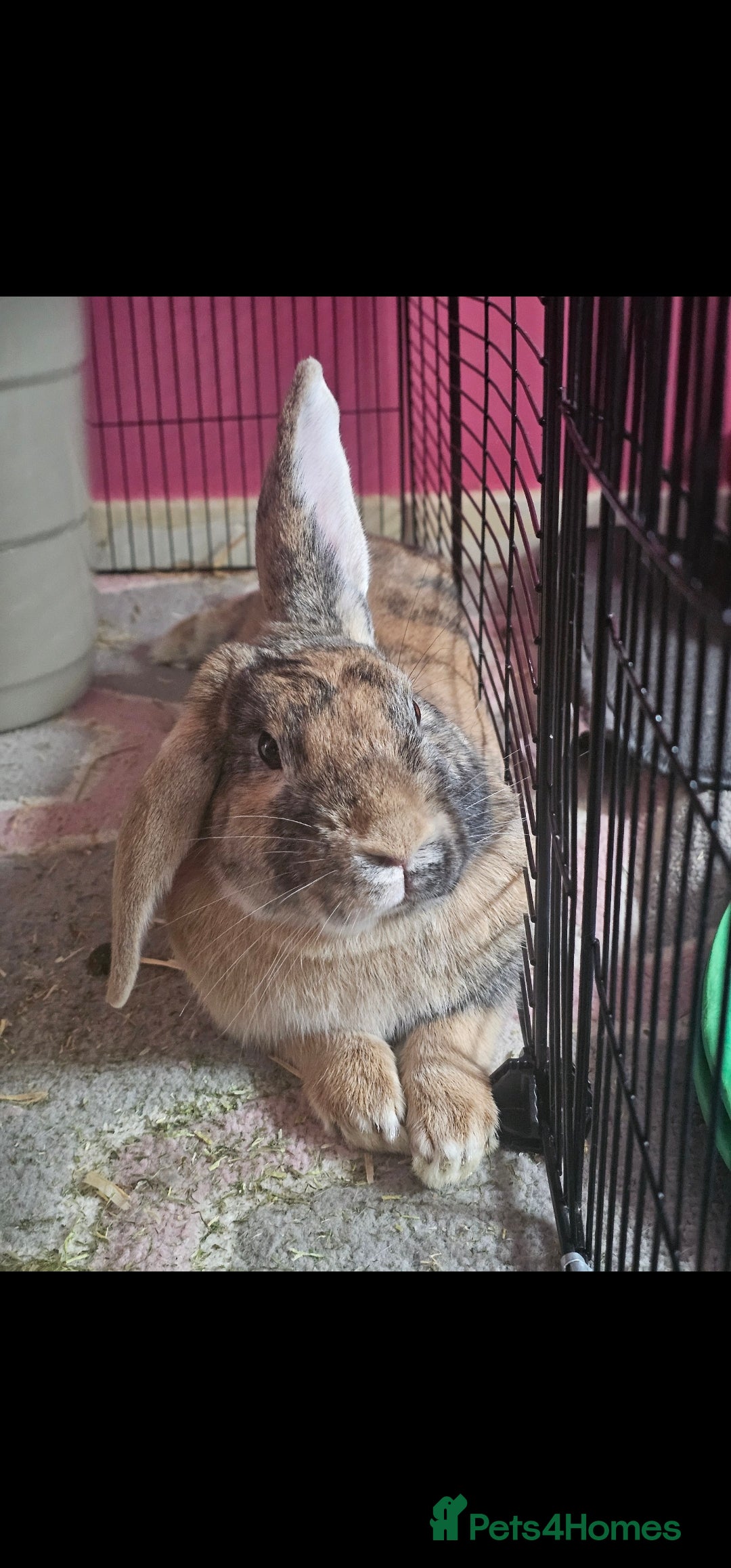 Harlequin rabbits for sale: Female and male rabbit for rehoming.  - Advert 1