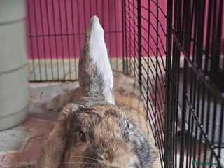 Harlequin rabbits Female and male rabbit for rehoming. - Advert 1
