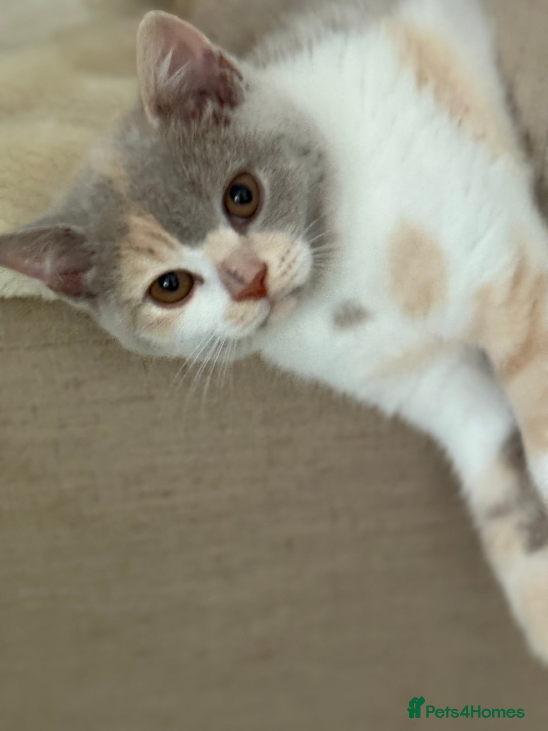 British Shorthair cats for sale: GCCF Registered pedigree British Shorthair Kittens - Image 17