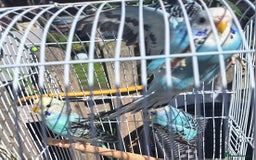 Budgerigars birds for sale: 3 blue Budgies.  And 2 male Chinese painted quails - Image 7
