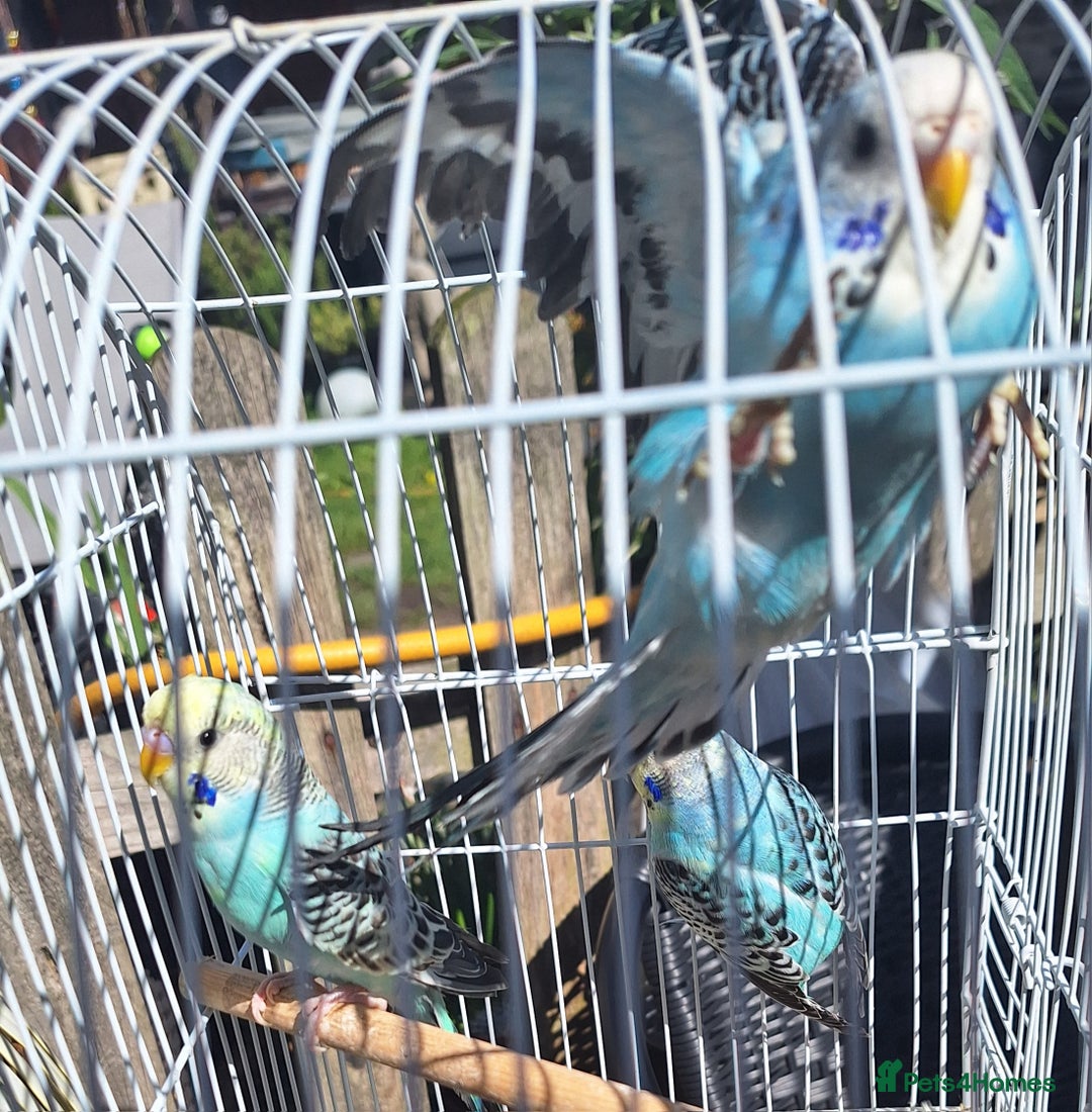 Budgerigars birds for sale: 3 blue Budgies.  And 2 male Chinese painted quails - Image 7